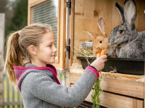Hussnhof Farm Lodge Tiere für Kinder Hasen Hussnhof Farm Lodge Tiere für Kinder Hasen