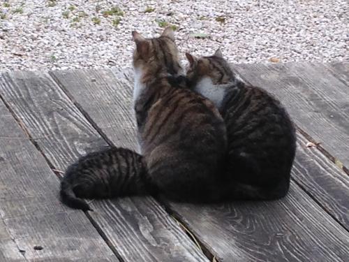 beimdanner_katzenliebe_img_3401 beimdanner_katzenliebe_img_3401
