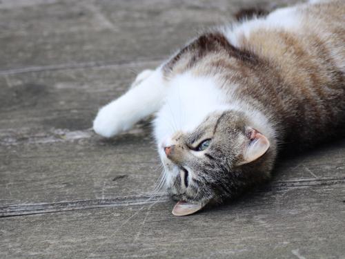 Unsere Katze "RogerBäda" Unsere Katze "RogerBäda"