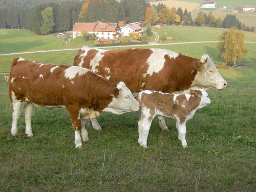 Moni mit ihren beiden Töchtern