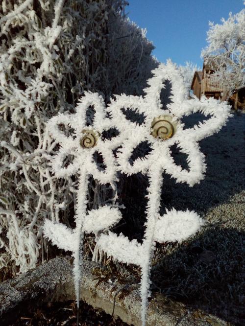Eisblumen