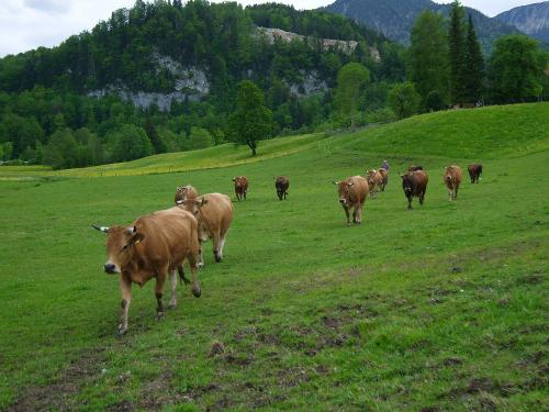 Unsere Murnau-Werdenfelser Rinder
