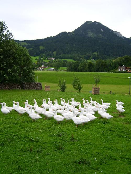 Gänseschar