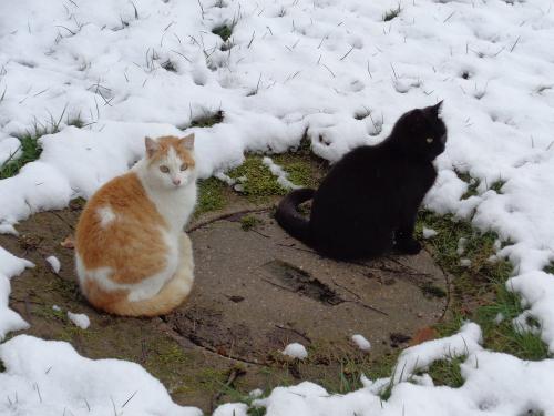 Katzen