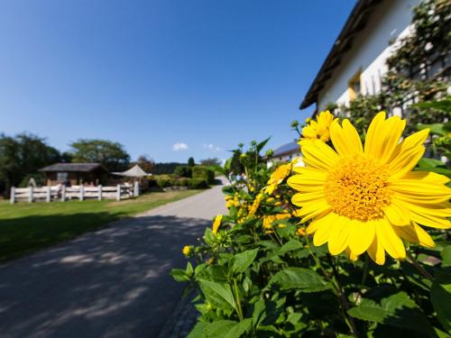  Dienbergerhof wenn die Sonne blüht  _ker-8782