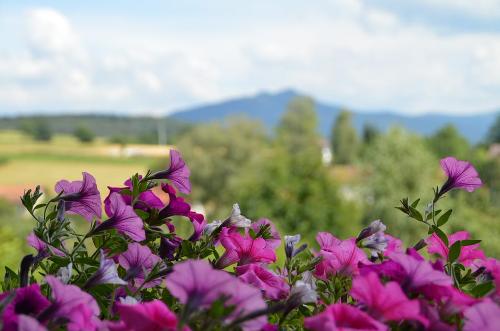 Ausblick