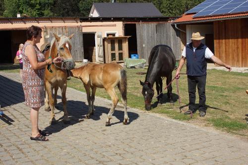 dsc05794 Pferde
