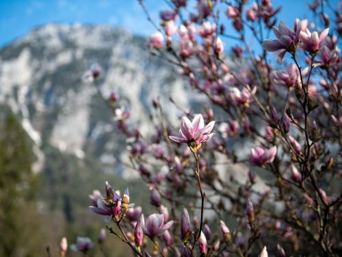 Magnolie mit Rauschberg Magnolie mit Rauschberg