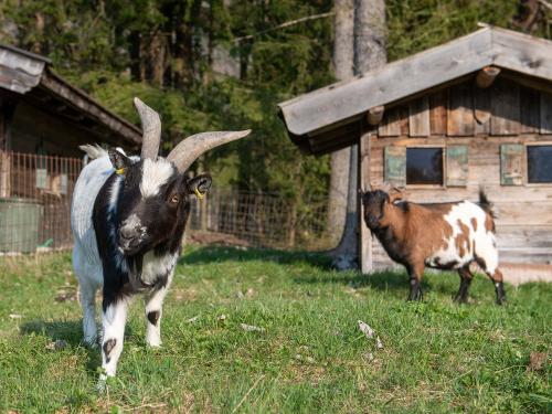 Ziegen Max und Moritz Ziegen Max und Moritz