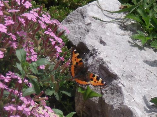 Schmetterling im Steingarten