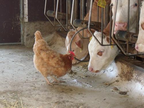 tierisches Miteinander