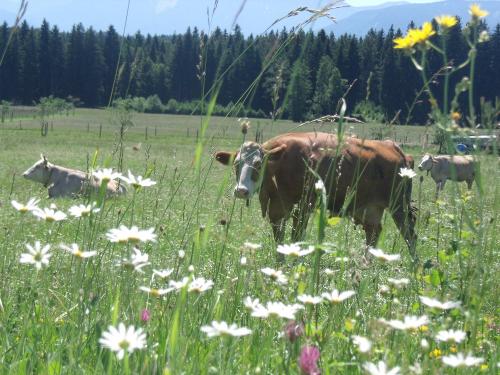 Unsere Kühe haben Weidegang