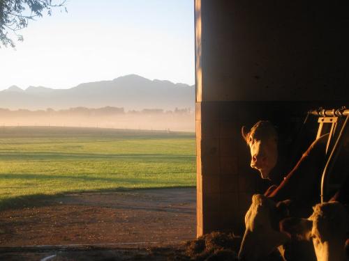 Morgenstimmung im Kuhstall
