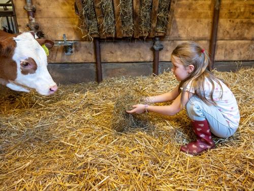 Erstes Kennenlernen der Kälbchen im Stall - ein unvergessliches Bauernhoferlebnis Erstes Kennenlernen der Kälbchen im Stall - ein unvergessliches Bauernhoferlebnis