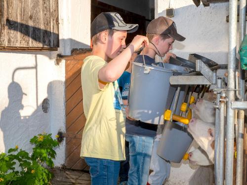 Kälbchen füttern Kälbchen füttern