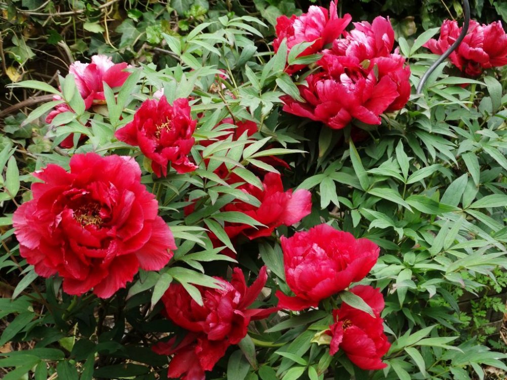 k1600_dsc01576 k1600_dsc01576