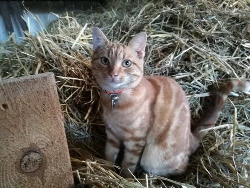 Unser Kater Timmi