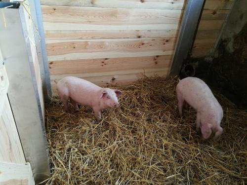 schweineklein
