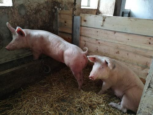 schweinegro