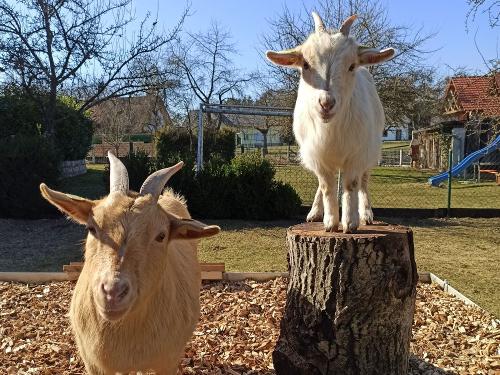 Ziegen Luci und Blondie Ziegen Luci und Blondie