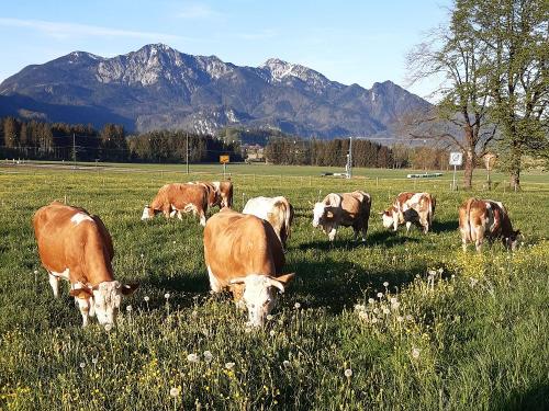 Kühe vor Herzogstand