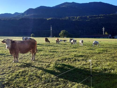 Mutterkühe vom Jodlhof