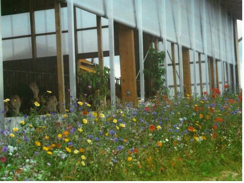 blumenwieseamkuhstall