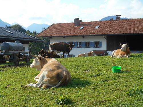 Unsere Kühe