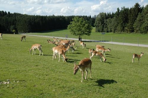 Wildgehege