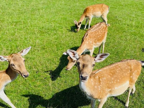 Unser Dammwild