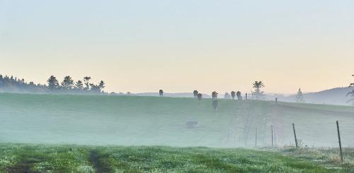 guten Morgen auf der Weide