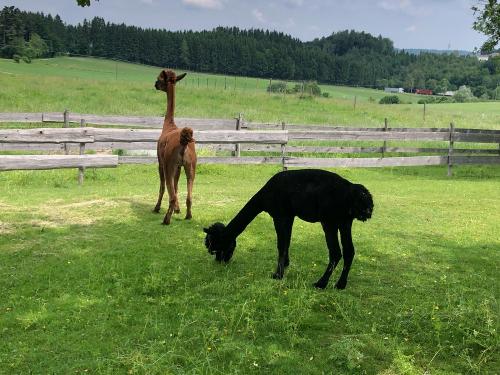 tempImagetcSpMz tempImagetcSpMz