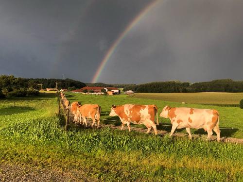 tempImageAdOAnu tempImageAdOAnu