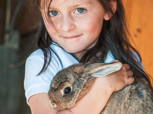 Streicheltiere Streicheltiere