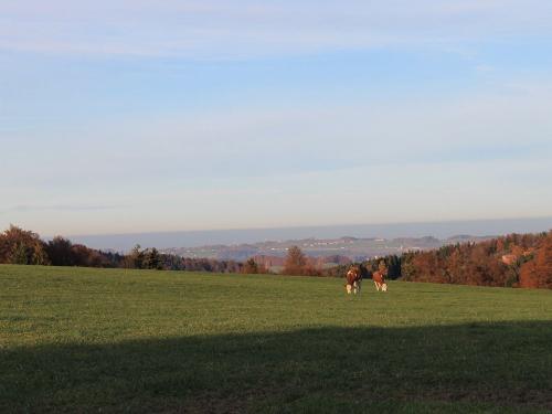 Aussicht aus unserer Fewo Irschenberg