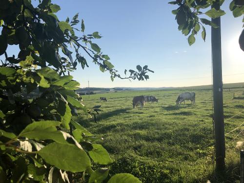 Draußen im Grünen