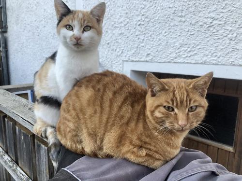 Katzen