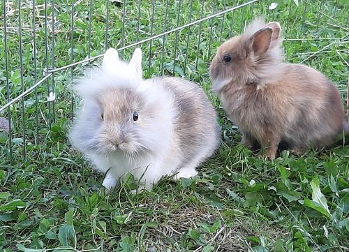 Hasen
