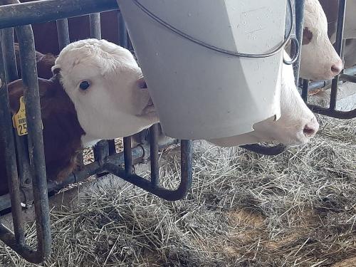 Kälbchen beim Milch trinken Kälbchen beim Milch trinken