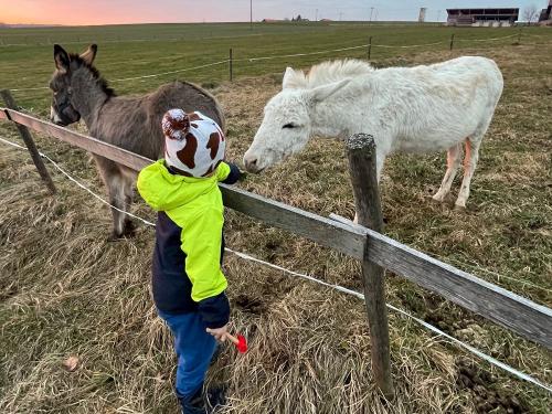 Esel füttern Esel füttern