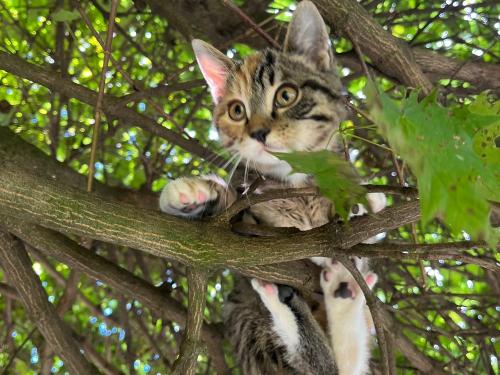 Katze Elli im Baum Katze Elli im Baum