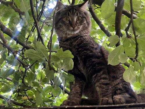 Felix im Baum Felix im Baum