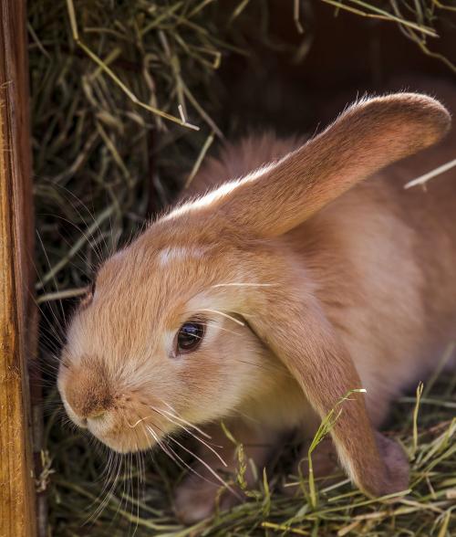 Hase Stücklhof