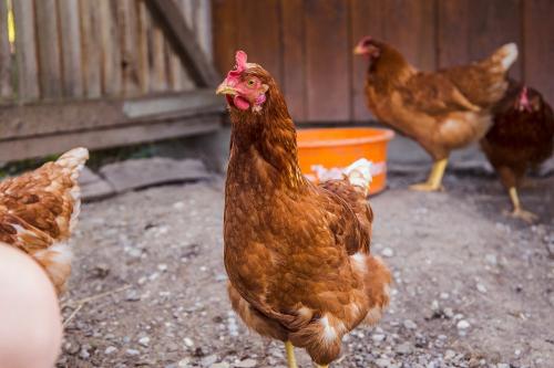 Huhn Stücklhof
