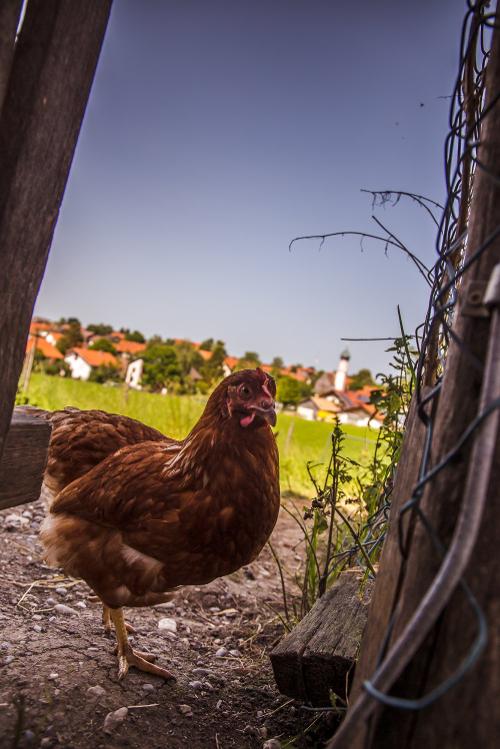 Huhn Stücklhof