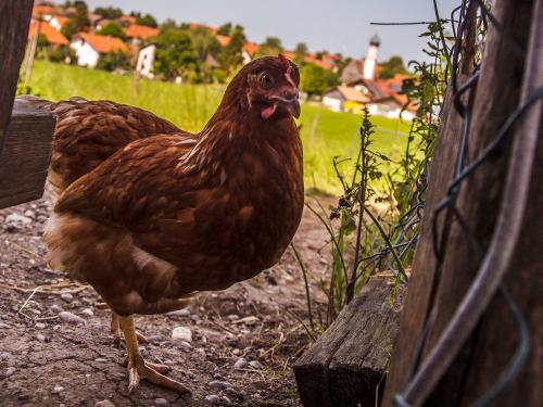 Huhn Stücklhof