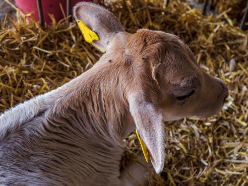 Kälbchen Stücklhof