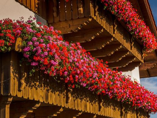 Blumenhafter Balkon Blumenhafter Balkon