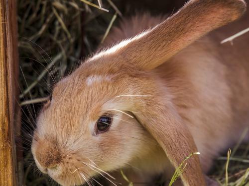 Hase Stücklhof Hase Stücklhof