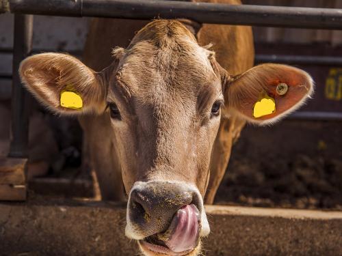 Kuh Stücklhof Kuh Stücklhof